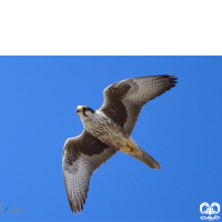 گونه شاهین بلوچی Laggar Falcon